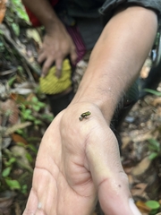 Ranitomeya variabilis