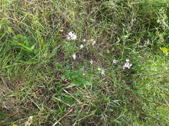 Hesperis matronalis