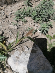Cenchrus echinatus