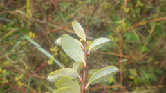 Salix repens