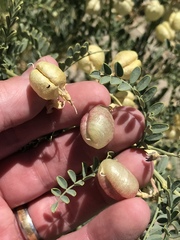 Sphaerophysa salsula