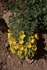 Tropaeolum polyphyllum
