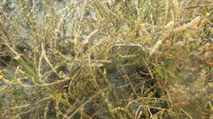 Salicornia perennis