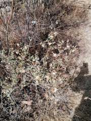 Brickellia veronicifolia