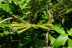 Phyllanthus mimosoides