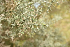 Colletia paradoxa