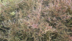 Salicornia perennis