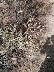 Brickellia veronicifolia