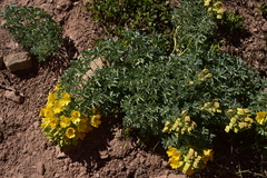 Tropaeolum polyphyllum