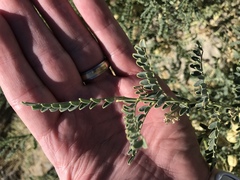 Sphaerophysa salsula