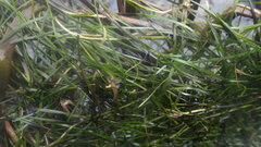 Zostera noltei