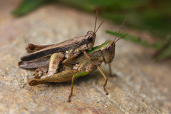 Orphulella concinnula