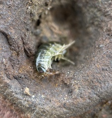 Hyaloidea