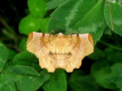 Selenia lunularia