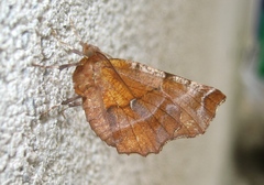 Selenia dentaria