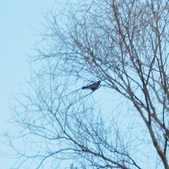 Corvus cornix cornix