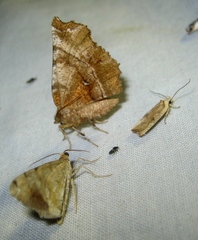 Selenia dentaria