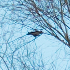 Corvus cornix cornix