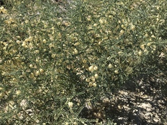 Sphaerophysa salsula