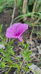 Ipomoea crassipes