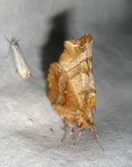 Selenia dentaria