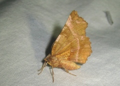 Selenia dentaria