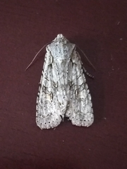 Lithophane ornitopus