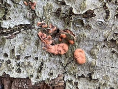 Nectriaceae