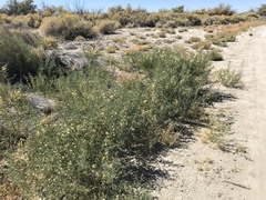 Sphaerophysa salsula