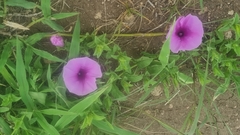 Ipomoea crassipes