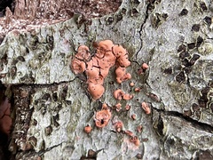 Nectriaceae