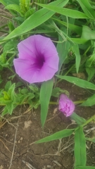 Ipomoea crassipes