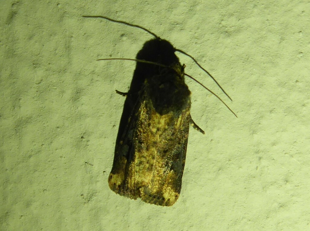 Omphalestra mesomelana