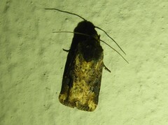 Omphalestra mesomelana