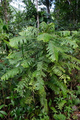 Phyllanthus mimosoides
