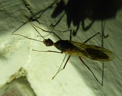 Camponotus etiolipes