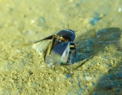 Macroscytus brunneus