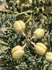 Sphaerophysa salsula