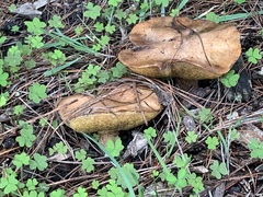 Suillus pungens