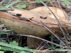 Suillus pungens