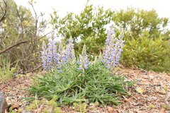 Lupinus multiflorus