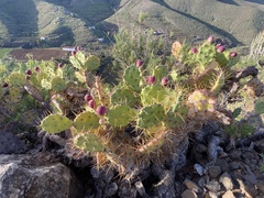 Opuntia stricta
