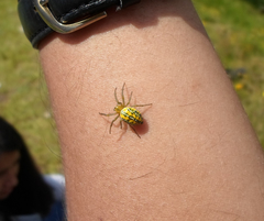 Alpaida variabilis
