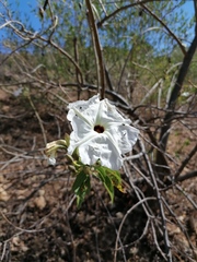 Ipomoea pauciflora