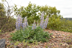 Lupinus multiflorus