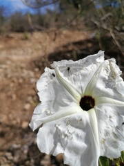 Ipomoea pauciflora