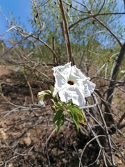 Ipomoea pauciflora