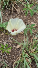 Distimake kentrocaulos