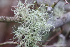 Ramalina stenospora