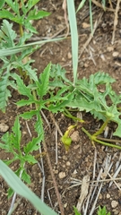 Distimake kentrocaulos